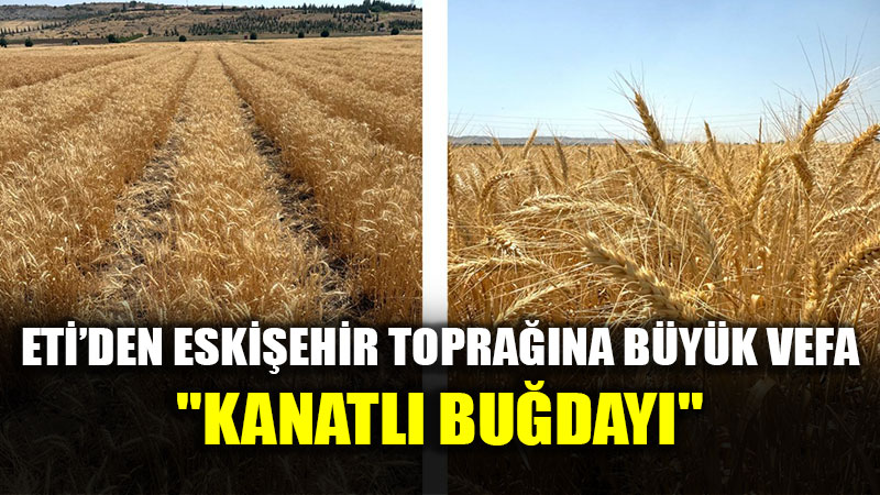 ETݒden Dev Ar-Ge Hamlesi: Bisk�vilik Bu�dayda D��a Ba��ml�l��a Son!
