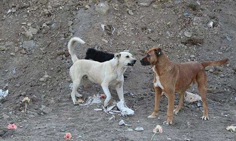 Sokak köpekleri komisyonunda veterinerlere yer verilmedi