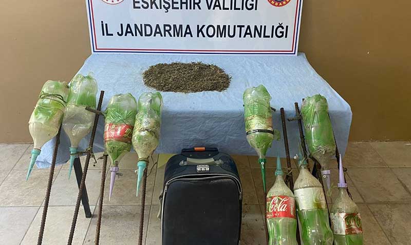 Sarcakayada kenevir ele geirildi
