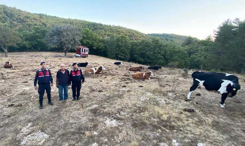 Kaybolan bykba hayvan srs bulunarak sahibini teslim edildi