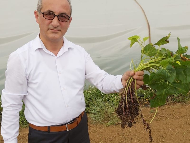Mihalgazi İlçemizde Tatlı Patatesin Yaygınlaştırılması Projesi İLK HASAD