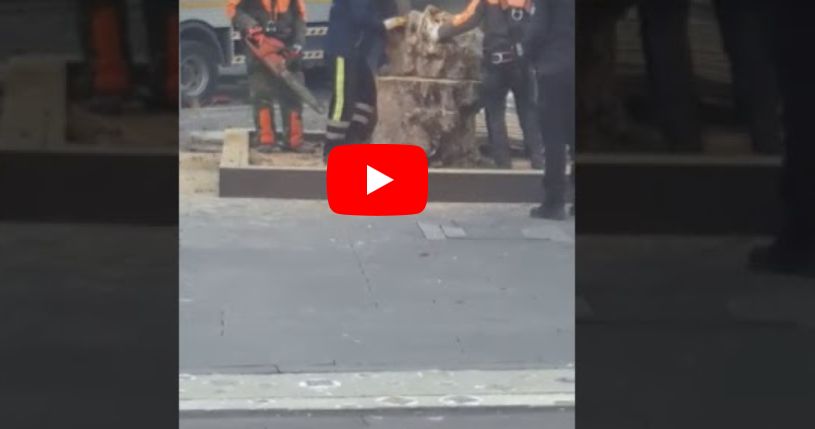 Kısıtlama Ağaçların Kesitlemesini KISITLAYAMADI...