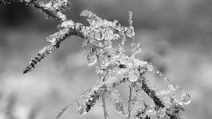 Meteoroloji’den ZİRAİ DON UYARISI