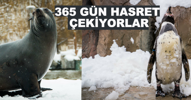 365 gün hasret çekiyorlar