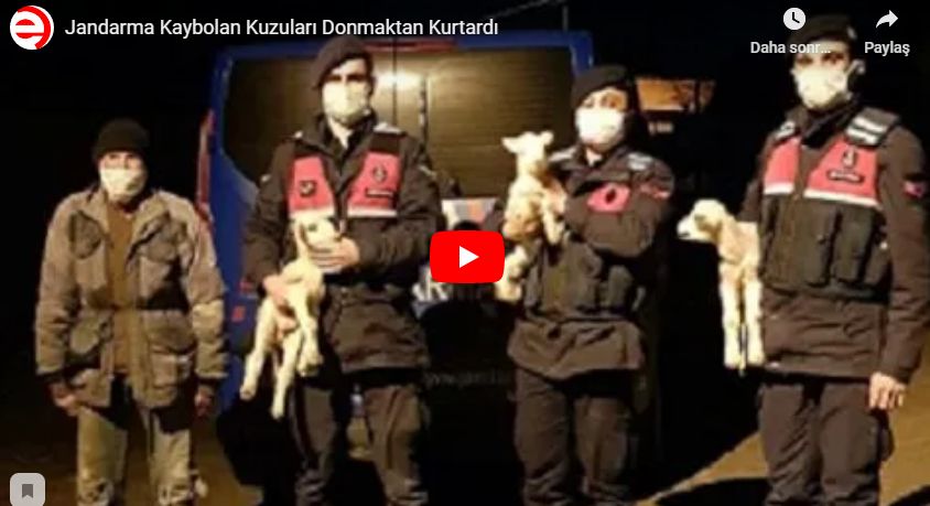 Jandarma Kaybolan Kuzuları Donmaktan Kurtardı