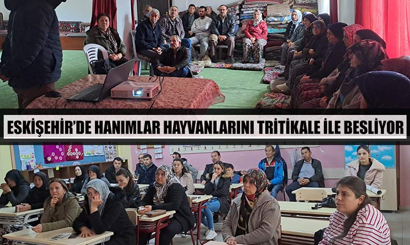Eskiehir’de hanmlar, hayvanlarn tritikale ile besliyor