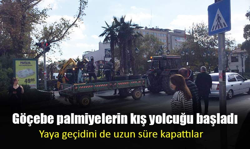 Mevsimlik palmiyeler yeniden yola çıktı