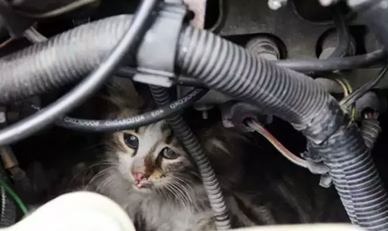 Soğuk havalarda araç motorlarındaki kedilere dikkat!