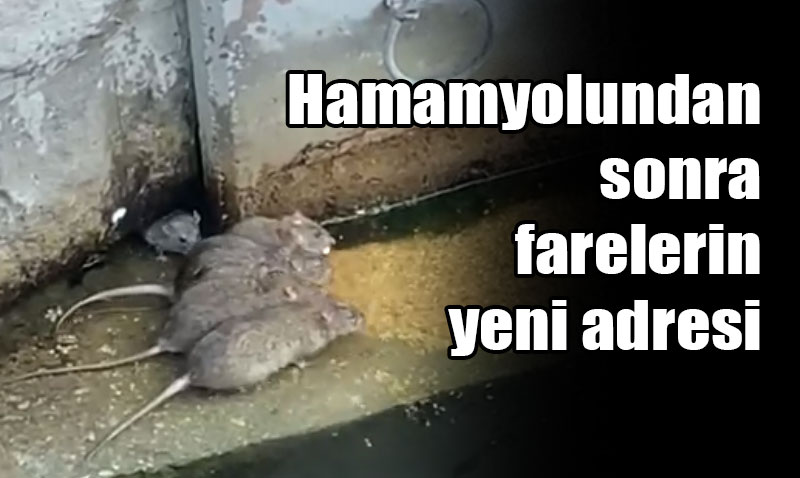 Eskişehir’in merkezinde görülen fareler yok artık dedirtti..
