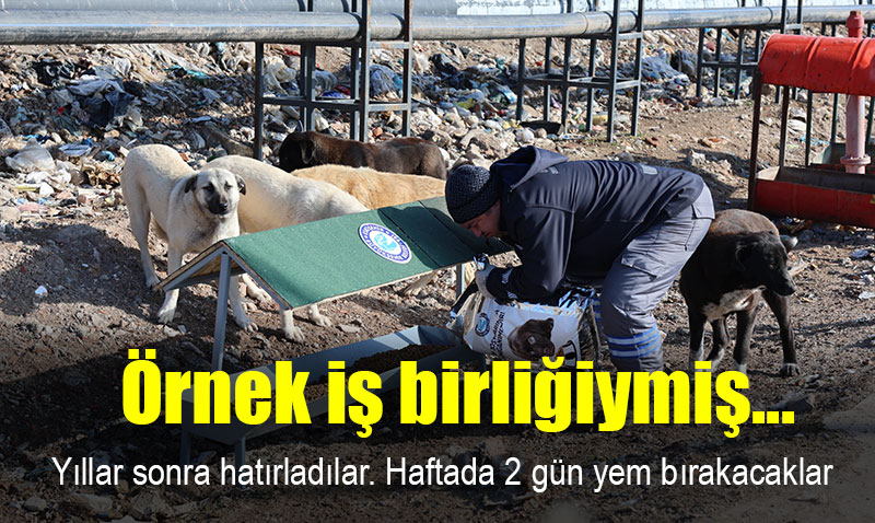 Büyükşehirden çöplükteki sokak hayvanları için beslenme istasyonu