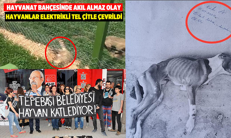 Anketler o kadar mı kötü? Artık neden medet umacaklarını şaşırdılar