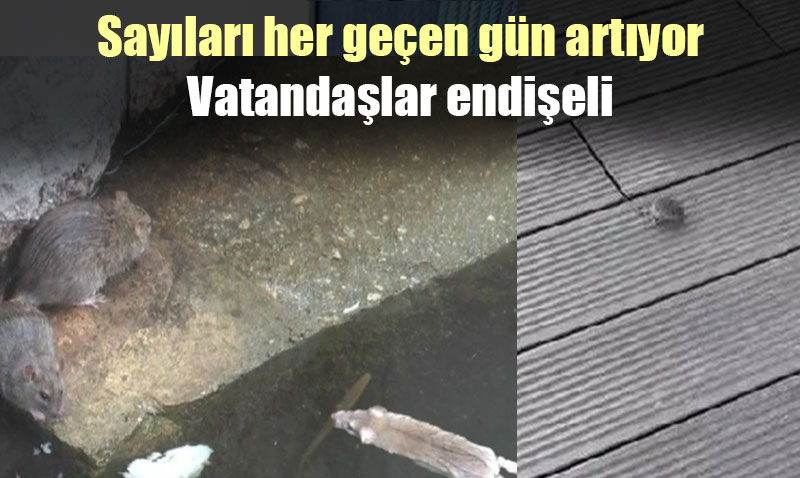 Eskişehir’de fare istilası! her yerden fırlamaya başladılar!