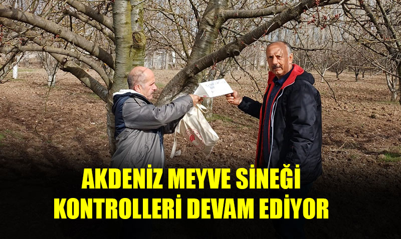 Mihalıççık’ın kiraz ağaçları koruma altında