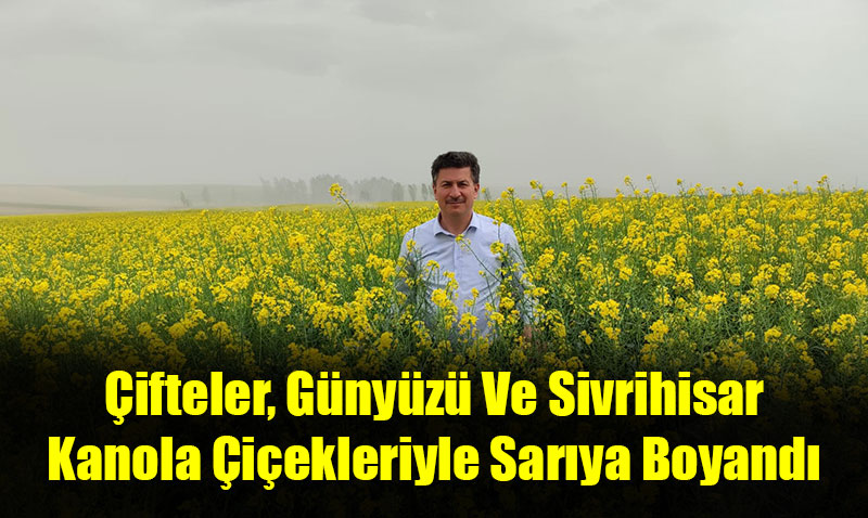 Çifteler, Günyüzü Ve Sivrihisar Kanola Çiçekleriyle Sarıya Boyandı