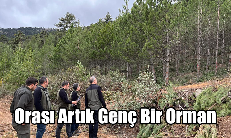 23 Yıl Sonra Gençleşen Kalabak Ormanı’nda Sıklık Bakımı