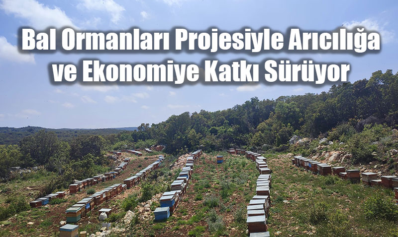 Bal Ormanları Projesiyle Arıcılığa ve Ekonomiye Katkı Sürüyor