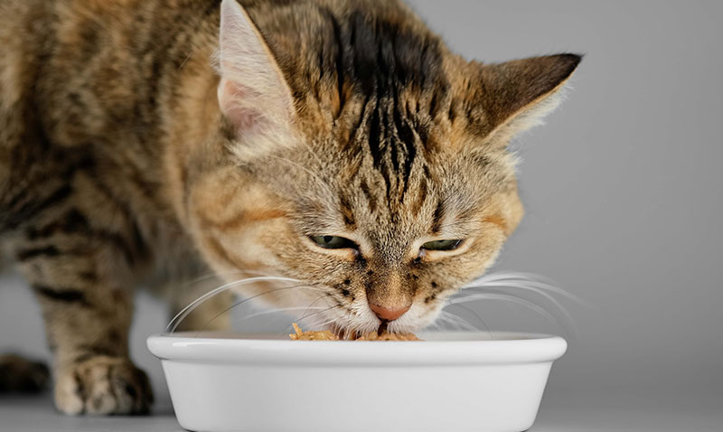 Scaklar Geliyor, nlemini Al!  Kedi ve Kpein in Yaz Rehberi
