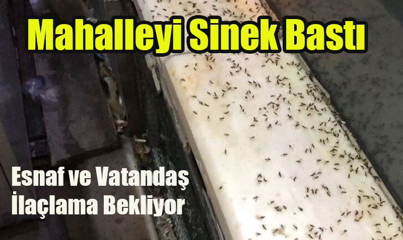 Eskiehir’in Gztepe Mahallesi’nde Sinek Kabusu: "Geceleri Zemini Saryorlar!"