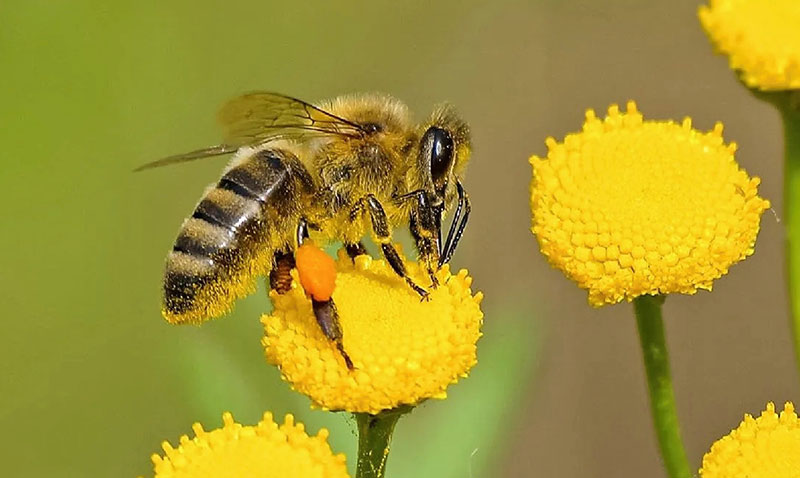 Pestisitler Arı Nüfusunu Tehdit Ediyor
