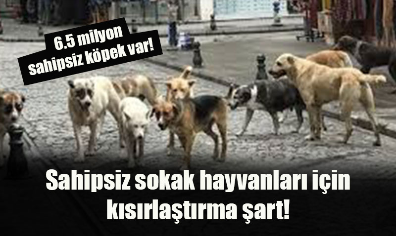 Türkiye’de 6.5 milyon sahipsiz köpek var!