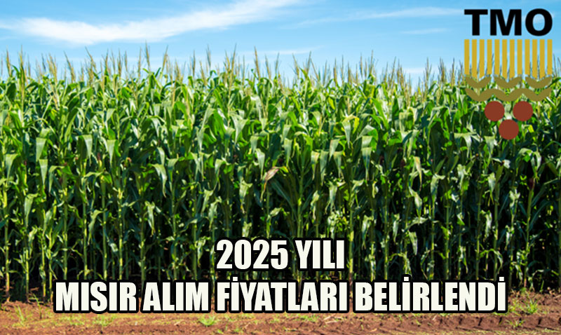 TMO 2025 Yılı Mısır Alım Fiyatını Belirledi