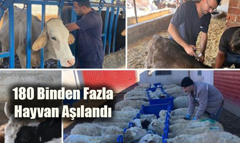 Eskişehir’de Şap Hastalığıyla Mücadele Devam Ediyor