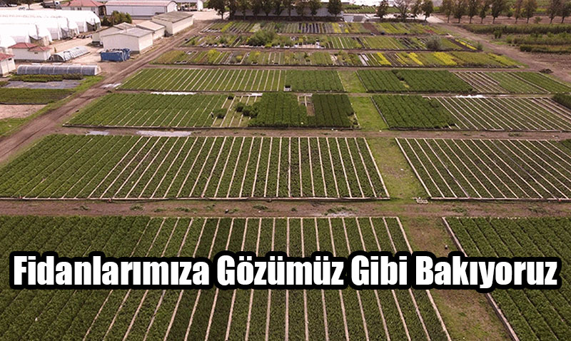 Yeil Vatann Teminat Fidanlara Gzmz Gibi Baklyor