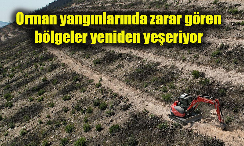 İzmir Foça Yeniden Yeşeriyor: Sonbaharda Binlerce Fidan Dikilecek