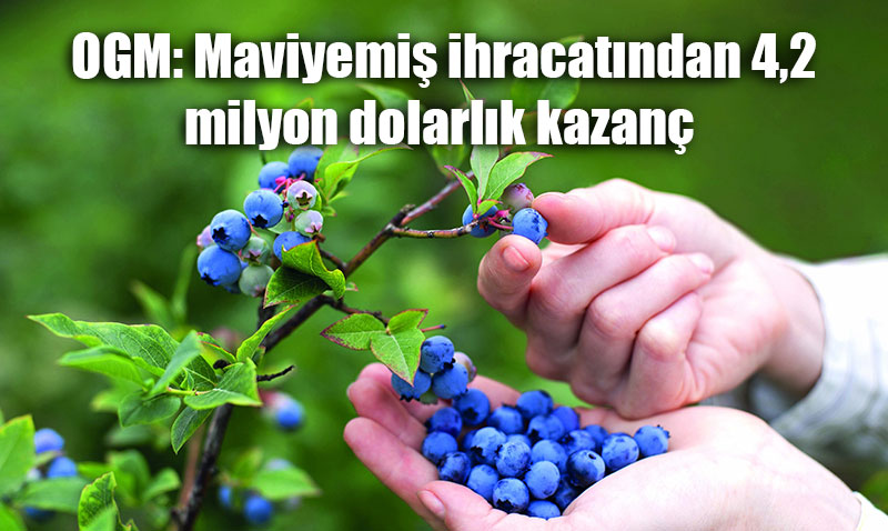 Türkiye’nin Maviyemiş İhracatından 4,2 Milyon Dolarlık Gelir