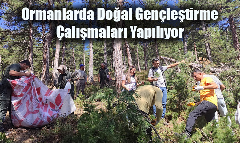 Ormanlarda Doğal Gençleştirme Çalışmaları Yapılıyor