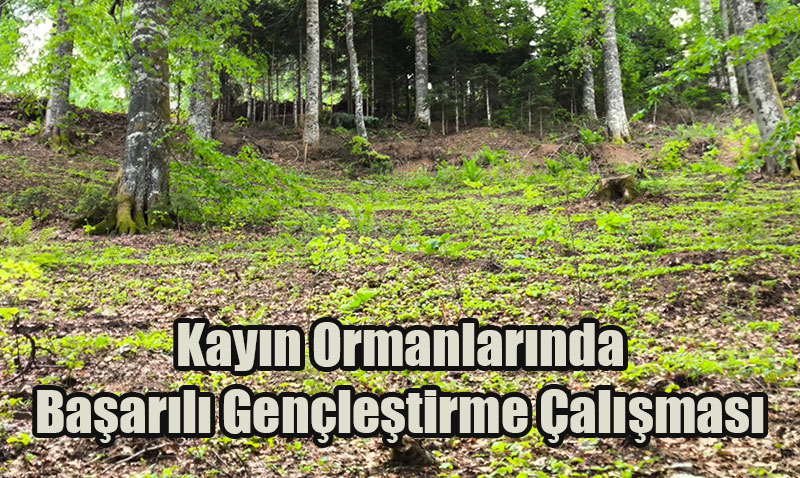 Orman Genel Müdürlüğü’nden Kayın Ormanlarında Başarılı Gençleştirme Çalışması