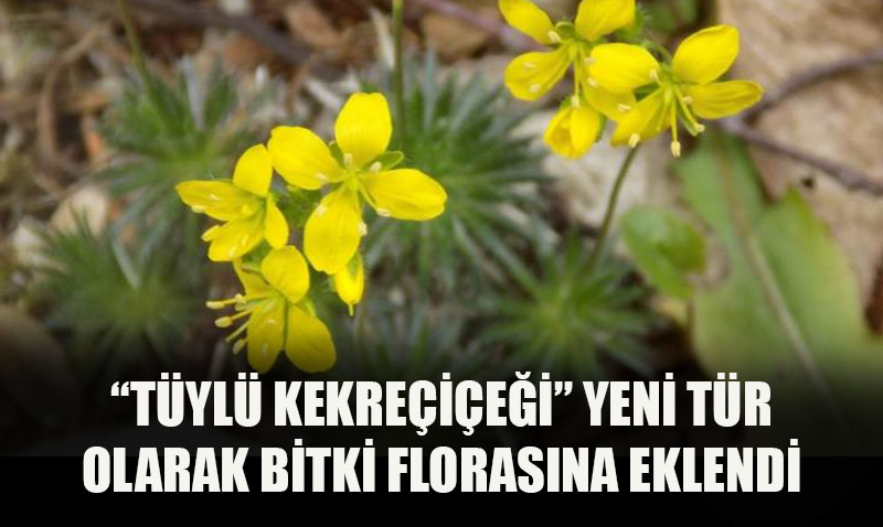"Tüylü Kekreçiçeği" Türkiye Bitki Florasına Yeni Tür Olarak Eklendi