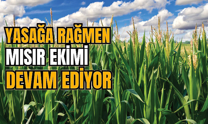 Yasaa Ramen Gneydou’da Msr Ekimi Sryor: Su ve Enerji Alarm Veriyor