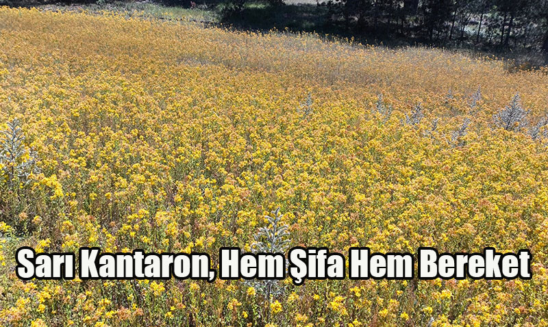 Sarı Kantaron: Şifa ve Ekonomi Kaynağı