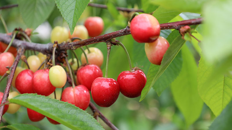 Kiraz hasreti bu sene bitiyor