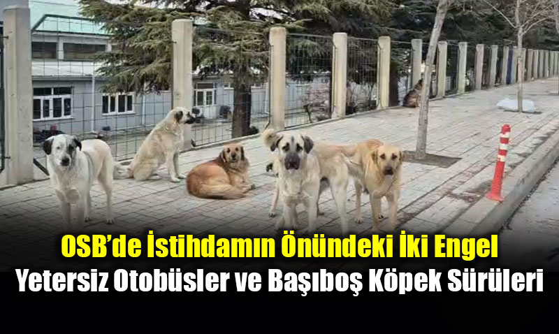 �� G�r��mesine Gitmek Cesaret �ster Oldu: Ula��m Yok, K�pek �ok!