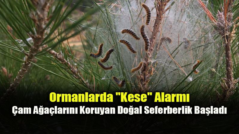 Orman Genel M�d�rl����nden �am Kese B�ce�ine Kar�� �evreci Strateji